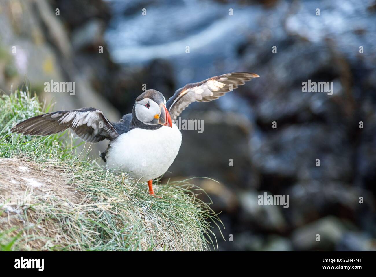 Atlantic puffin on the edge of cliff in Iceland on a summer day Stock Photo