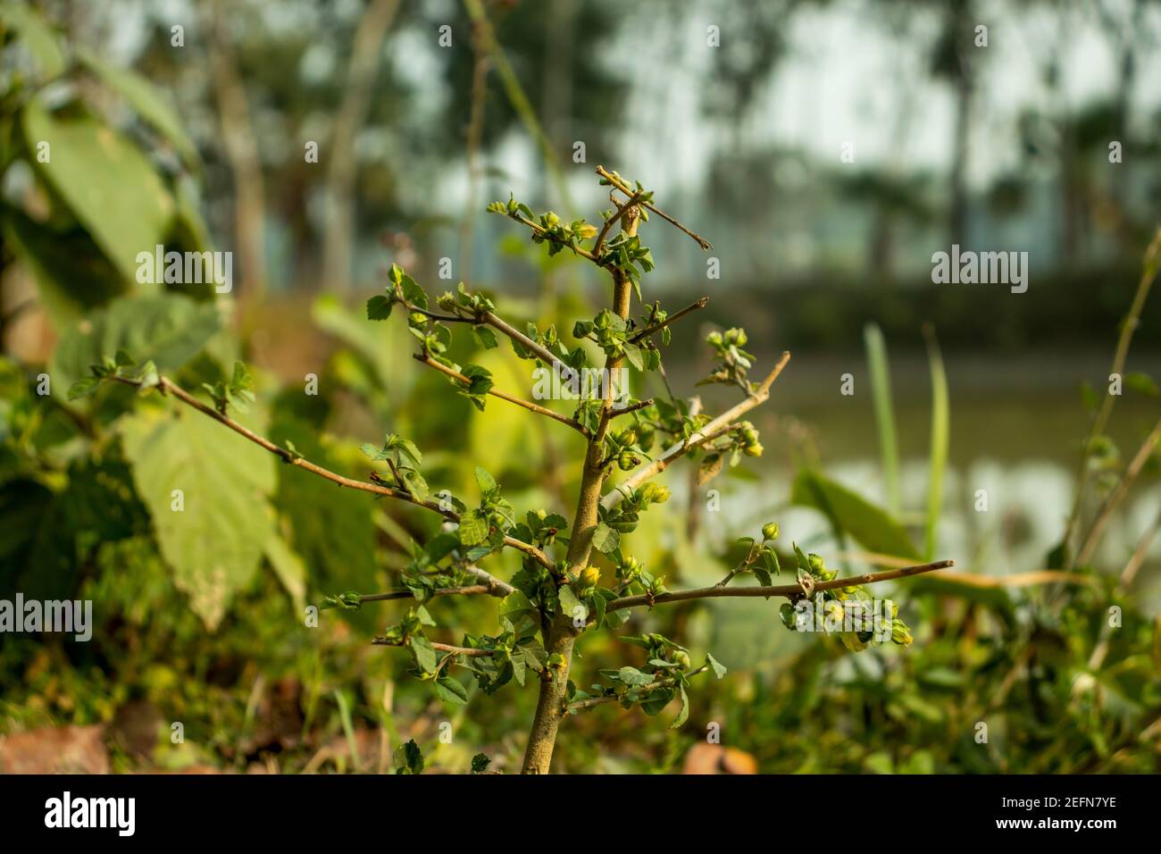 Common Fanpetals, Sida acuta, Sida carpinifolia, Common Wireweed, Morning mallow from Malvaceae family Stock Photo