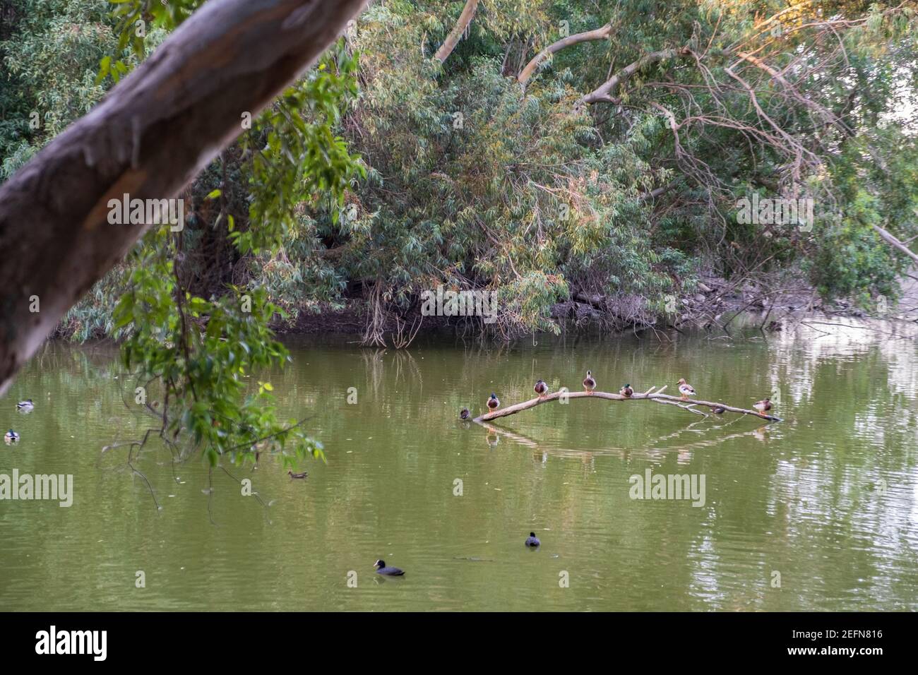 Athalassa Lake in Cyprus with trees and birds in sight on a beautiful sunny afternoon Stock Photo