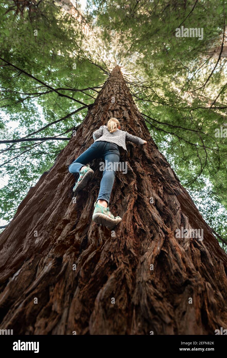 Brave adventurous girl climbing tall tree in New Zealand Stock Photo