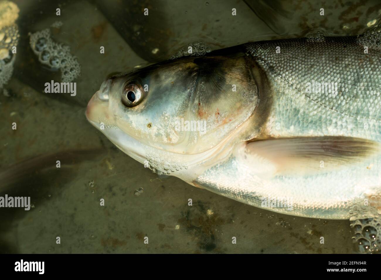 Hypophthalmichthys molitrix or the silver carp is a species of freshwater cyprinid fish, a variety of Asian carp native Stock Photo