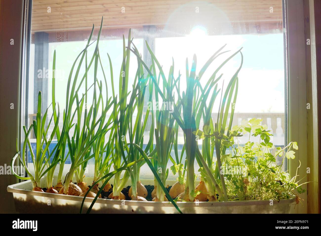 Aiia High Resolution Stock Photography And Images Alamy Aiia High Resolution Stock Photography And Images Alamy