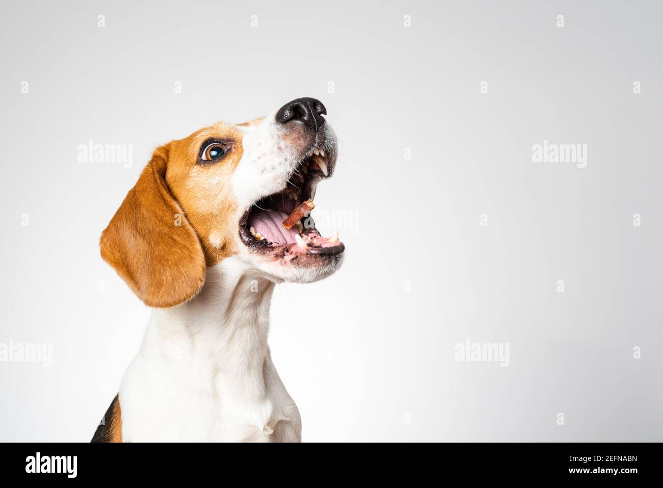 Dog headshoot isolated against white background. Beagle dog catching a treat in midair Stock Photo