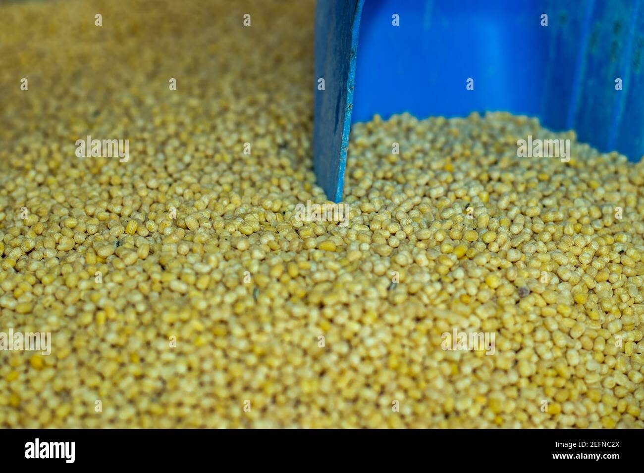 Need to split mung bean or mug dal, alternatively known as the green gram, moong, maash, monggo a nice vegetable Stock Photo