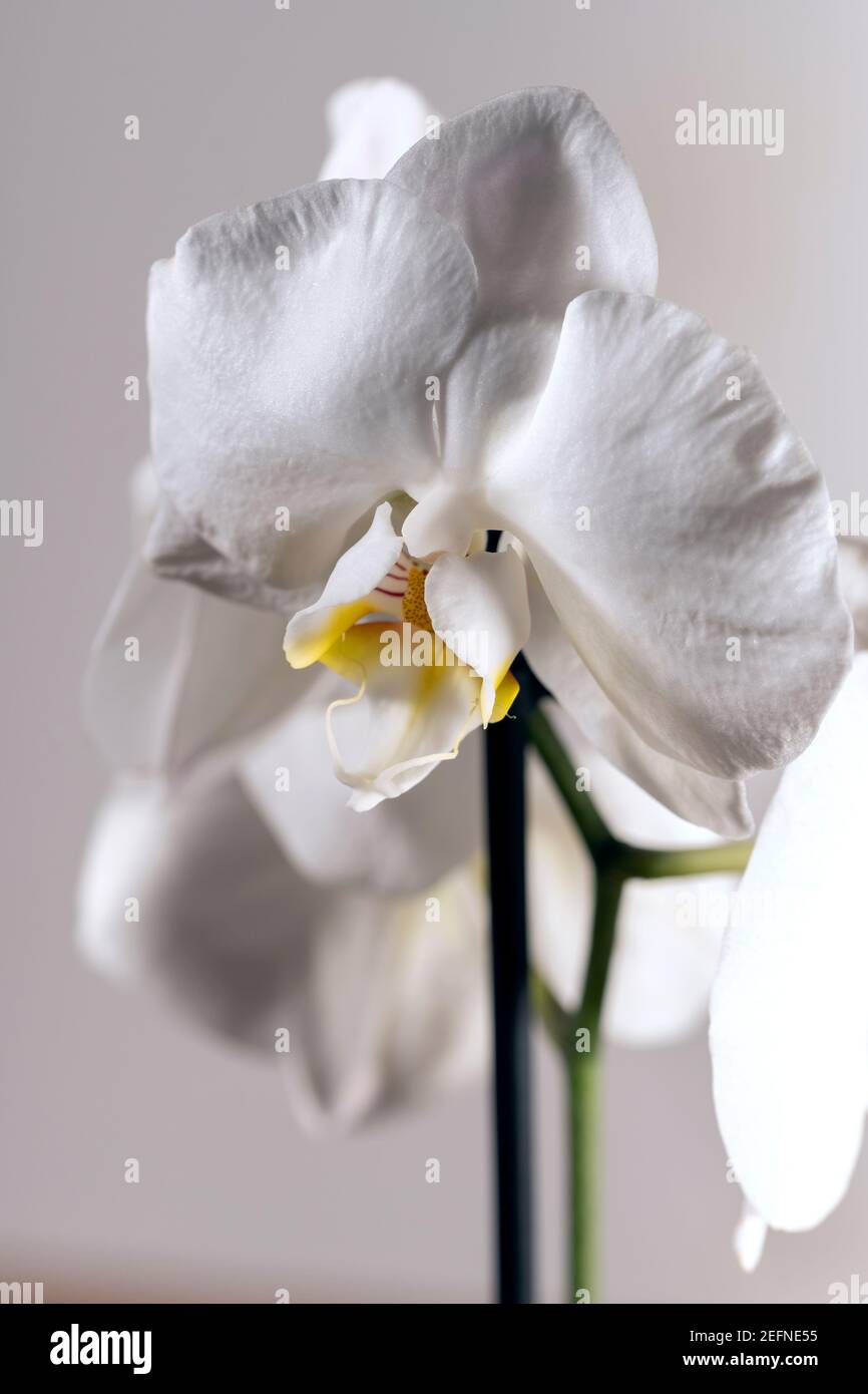 Close up of a beautiful white phalaenopsis orchid flower isolated against white background. Tender exotic tropical flower Stock Photo