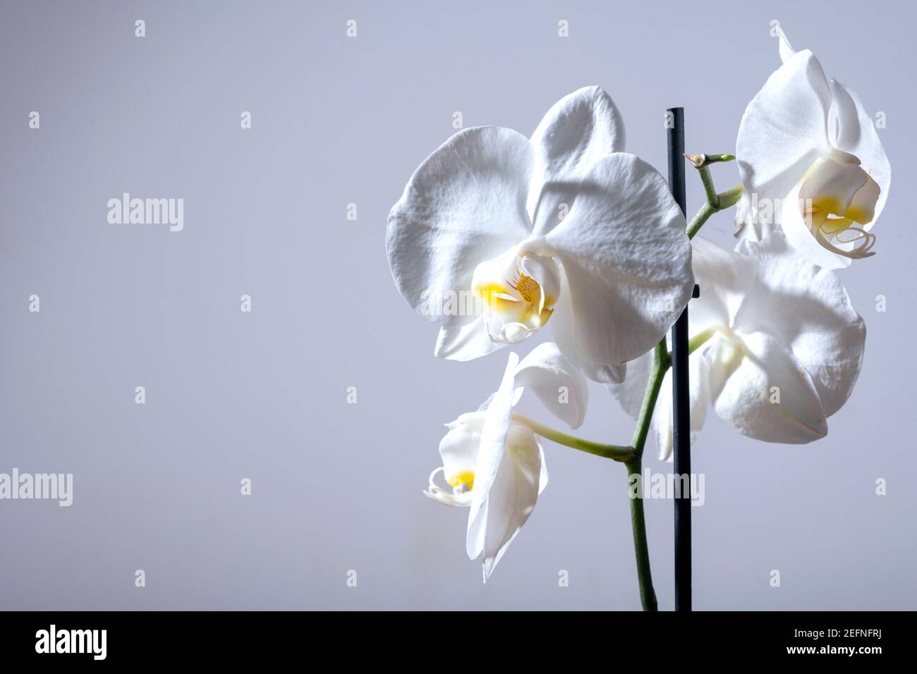 Close up of a tender exotic tropical white phalaenopsis orchid flower shot against light gray background. copy space on the left available for printed Stock Photo