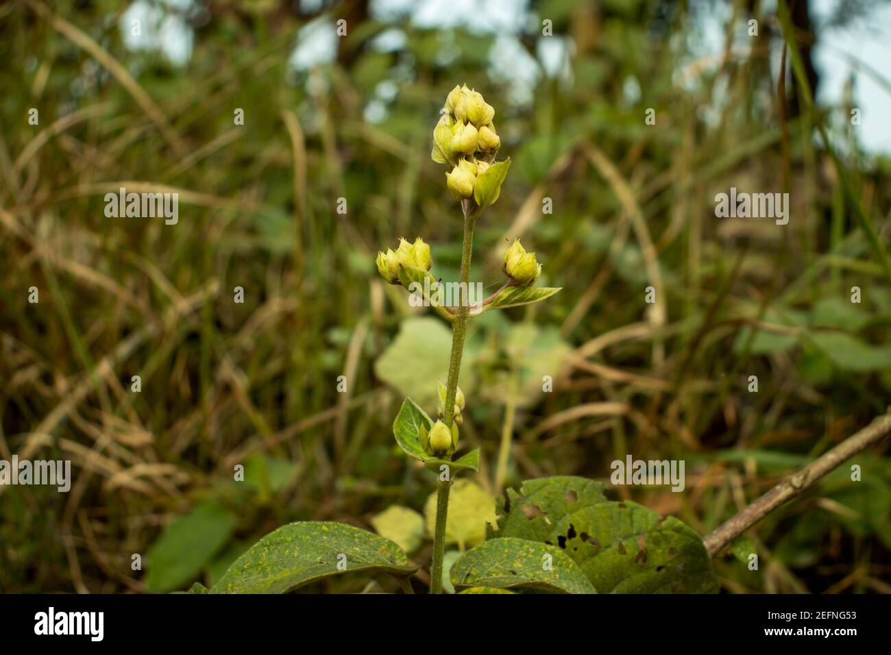 Sandwort, thyme-leaf sandwort or Arenaria serpyllifolia, blooming flower wild plant Stock Photo
