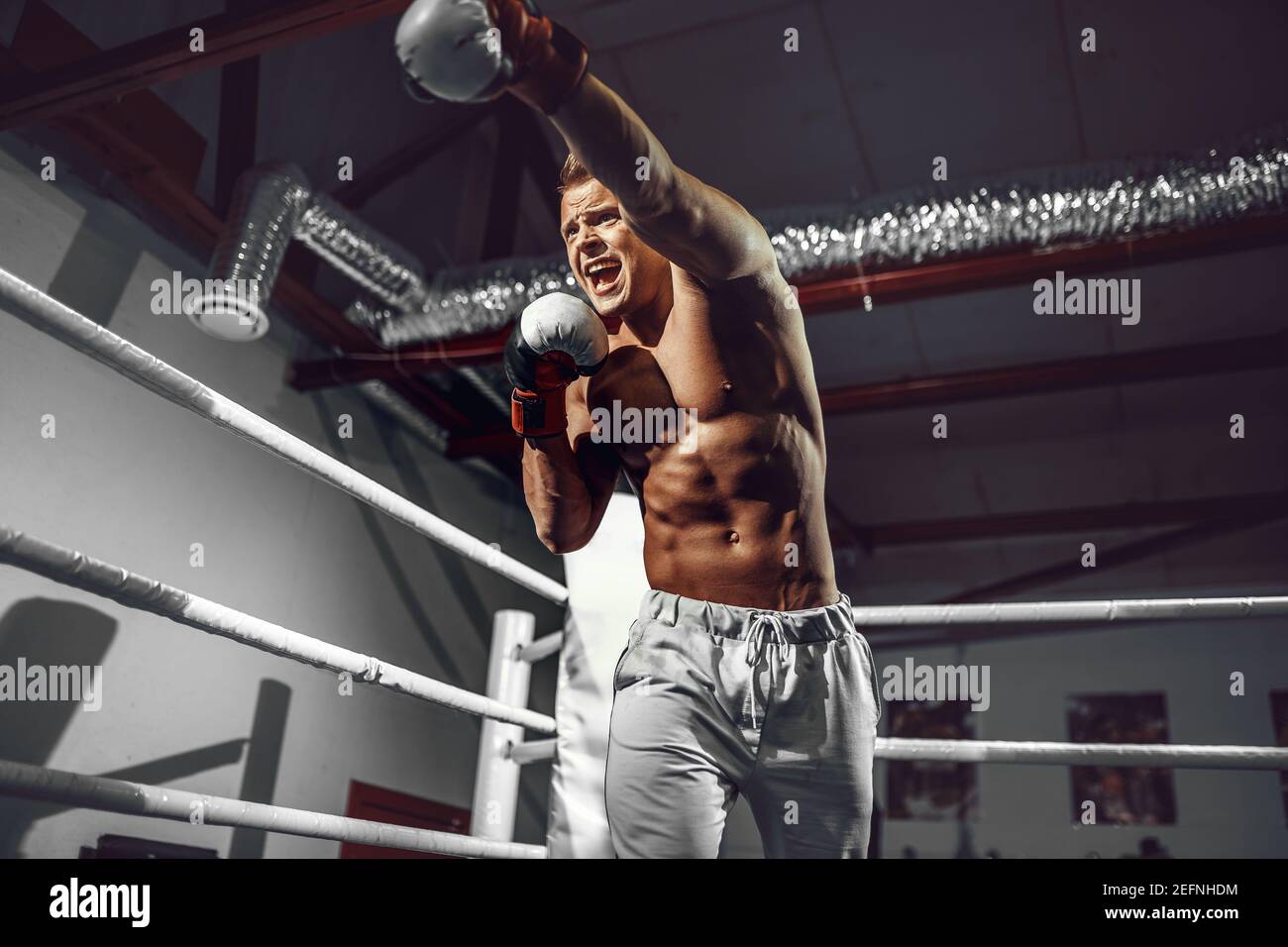 Boxing Rin Training Boxer. Confident young boxer punching, training on the boxing ring ...