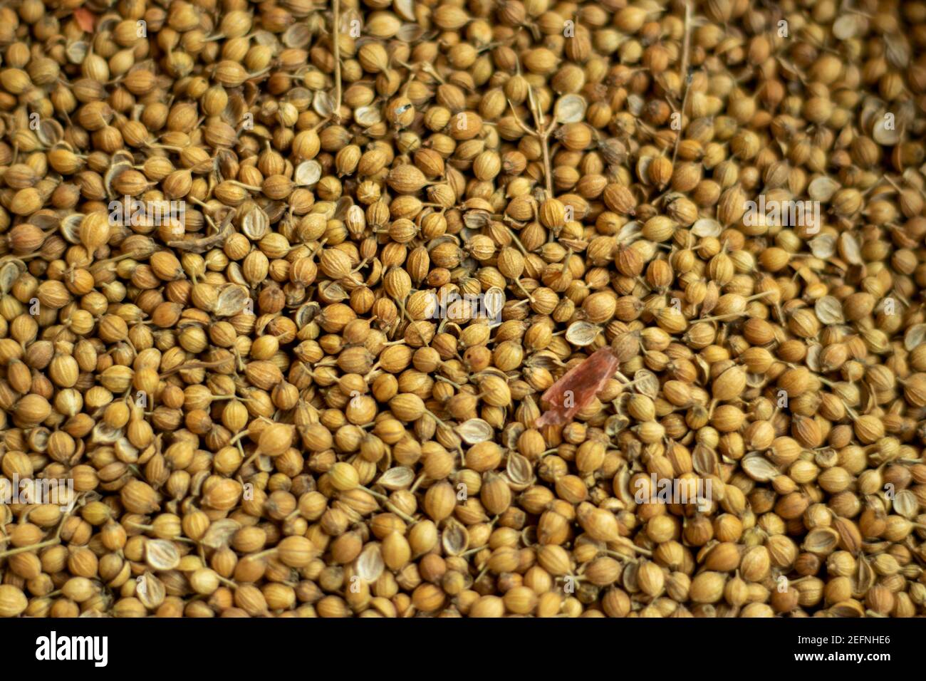 Coriander plant hires stock photography and images Alamy