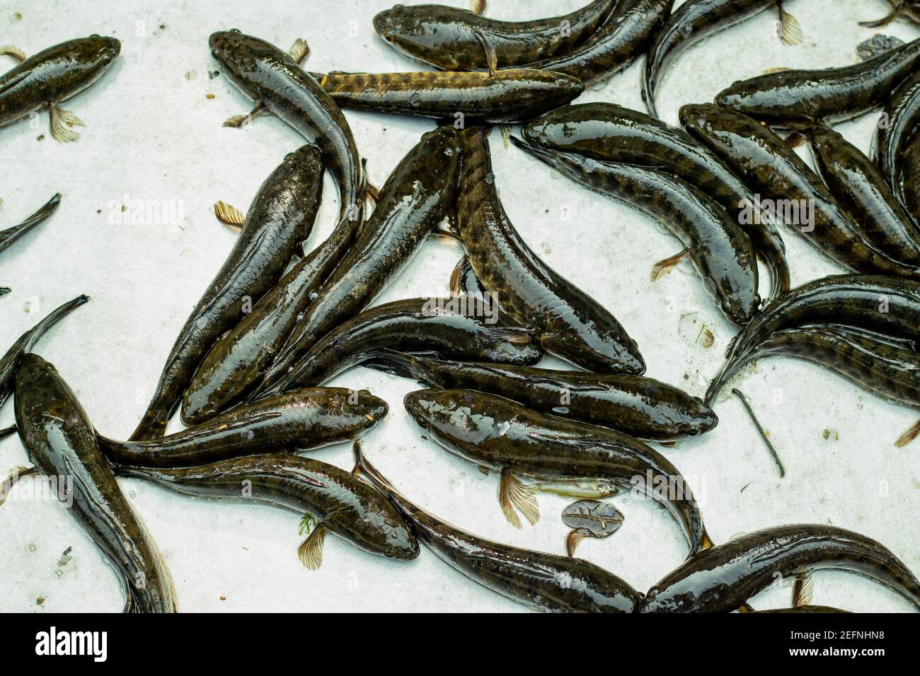 Telo Taki or Spotted snakehead, Channa punctata or Spotted snakehead that found in thousands of rivers and ponds Stock Photo