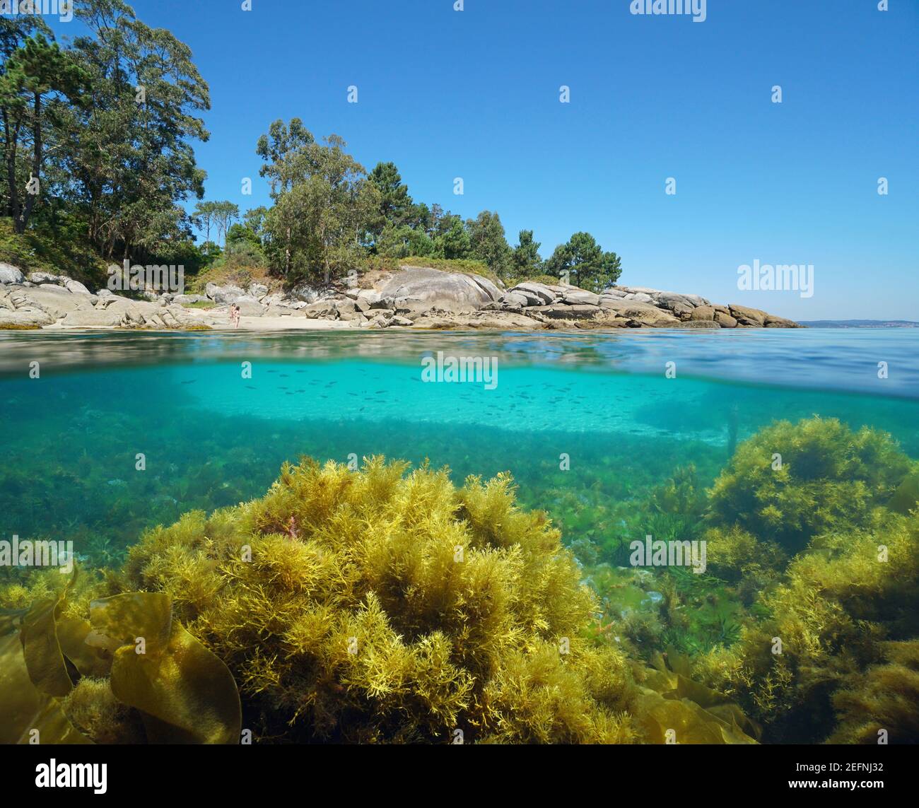 Atlantic coast of Galicia in Spain with algae in the ocean, split view over and under water surface, Bueu, Pontevedra province Stock Photo