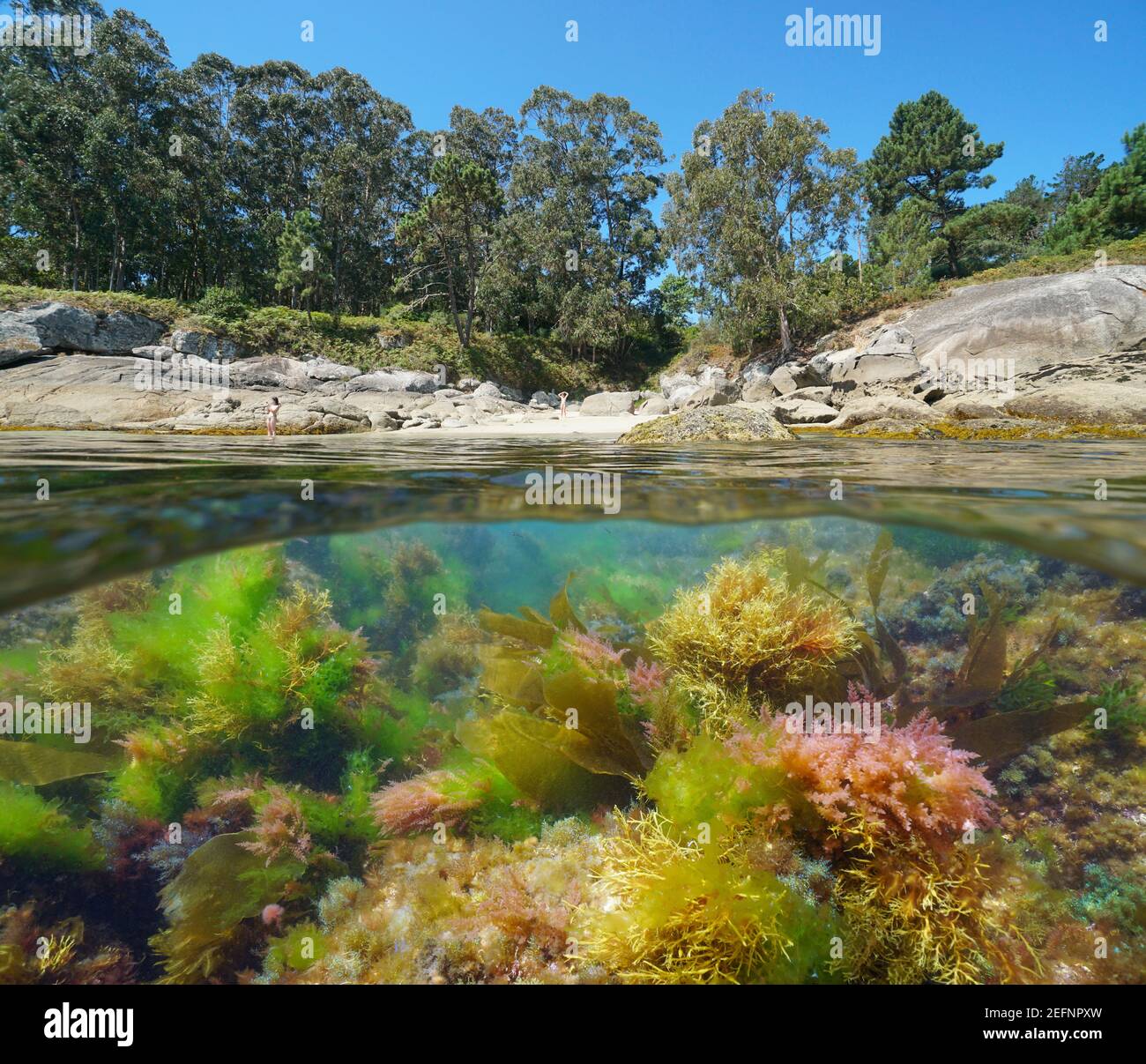 Colorful algae in the ocean and beach with rocks and vegetation, Atlantic coast of Galicia in Spain, split view over and under water surface, Bueu Stock Photo