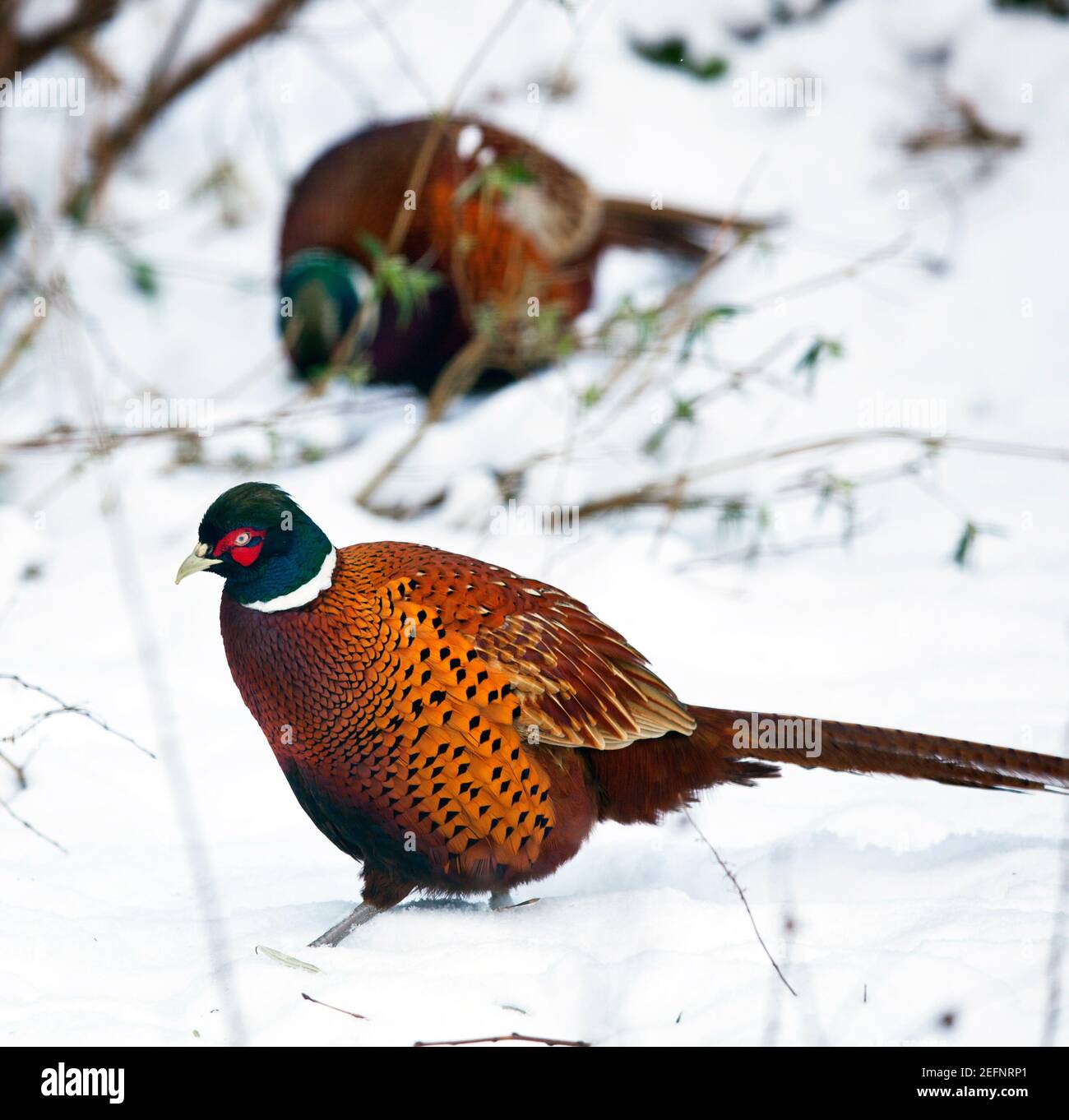 Male cock bird Pheasant ( Phasianus colchicus ) feeding in the snow in a garden during winter, Kent, England Stock Photo