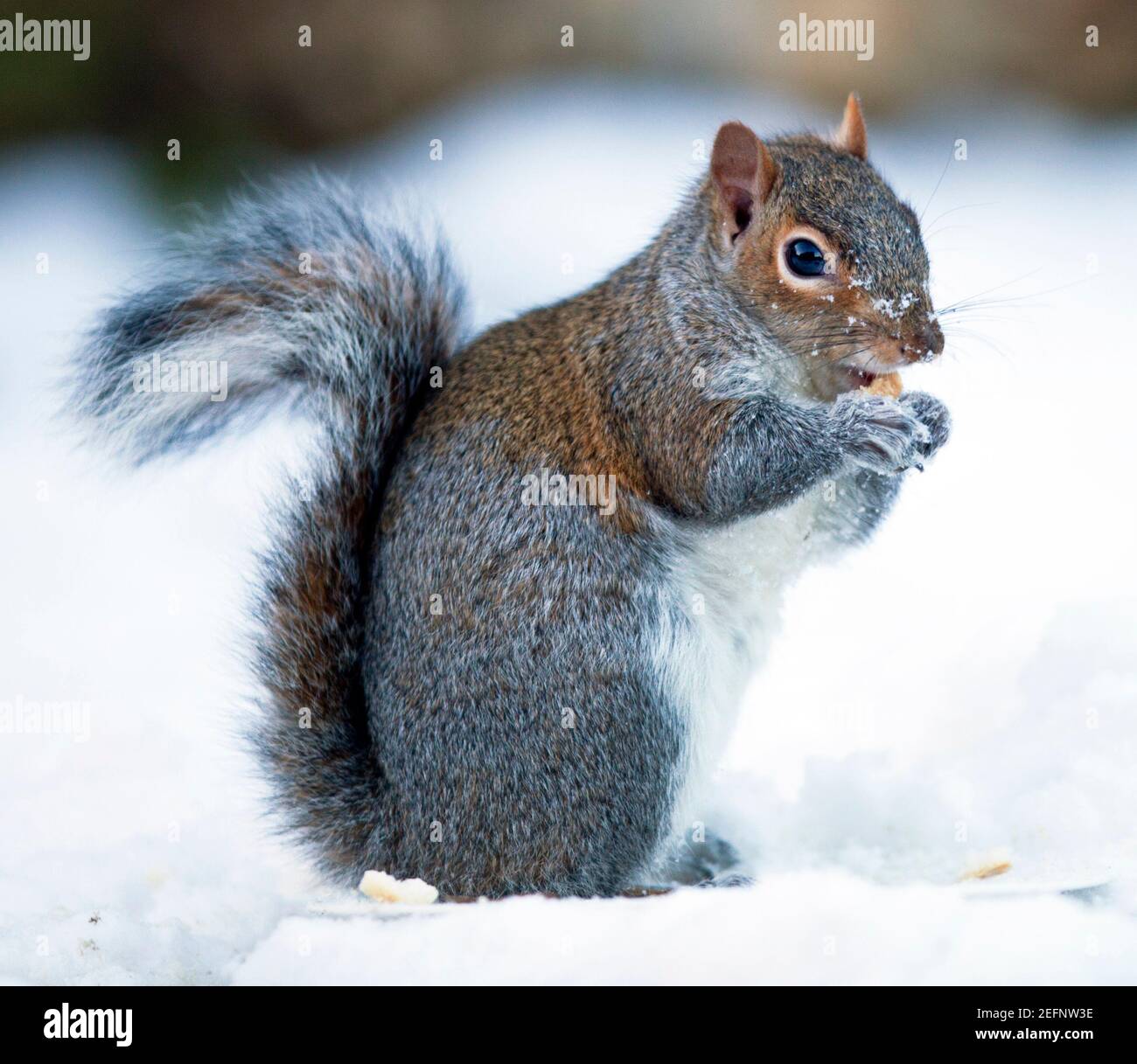 The Grey Squirrel ( Sciurus carolinensis ) feeding in the snow in a garden during winter, Kent, England Stock Photo