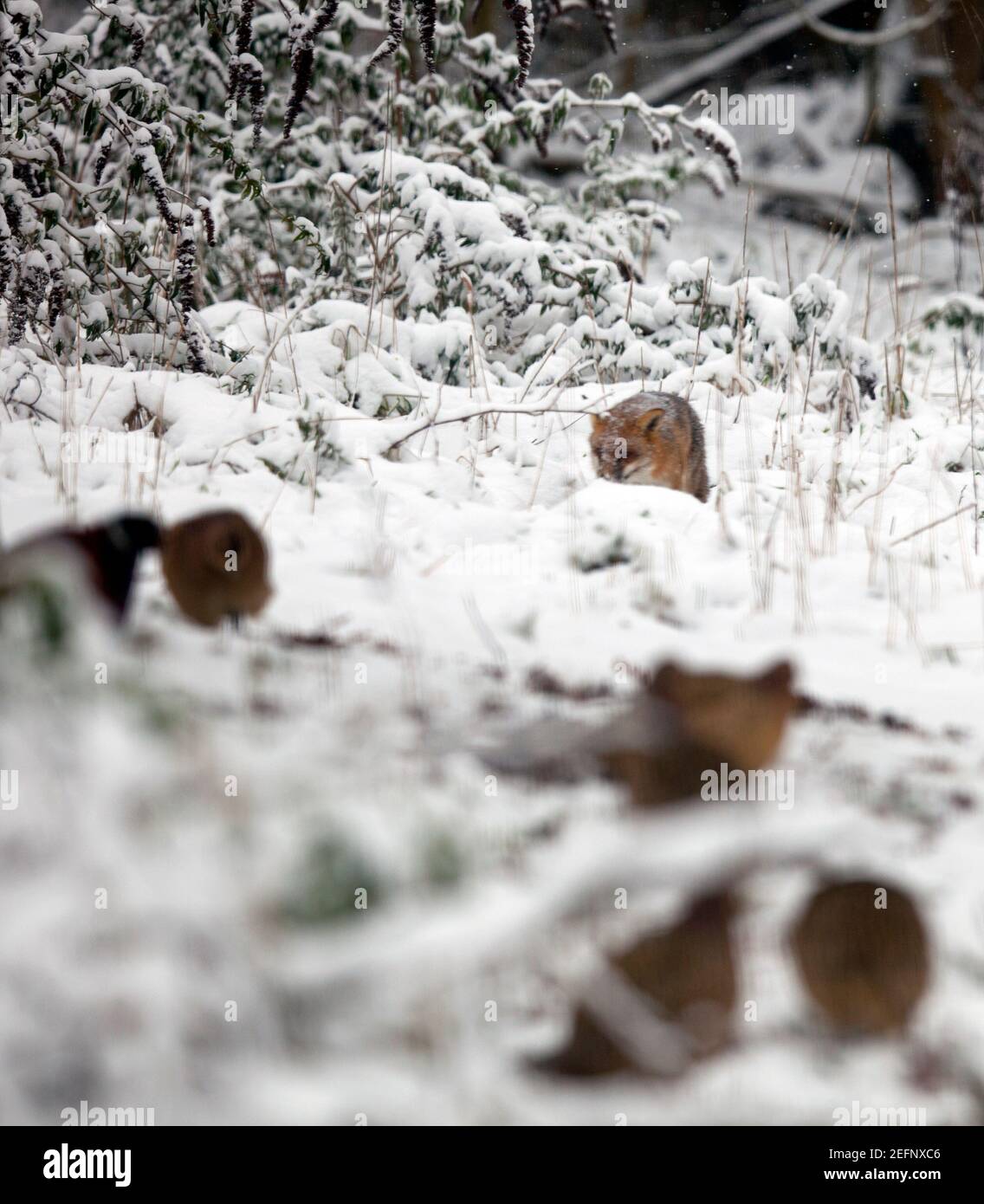 A fox ( Vulpes vulpes ) walking in the snow covered countryside in Kent, United Kingdom. Pictured in foreground are pheasants. January 2021 Stock Photo