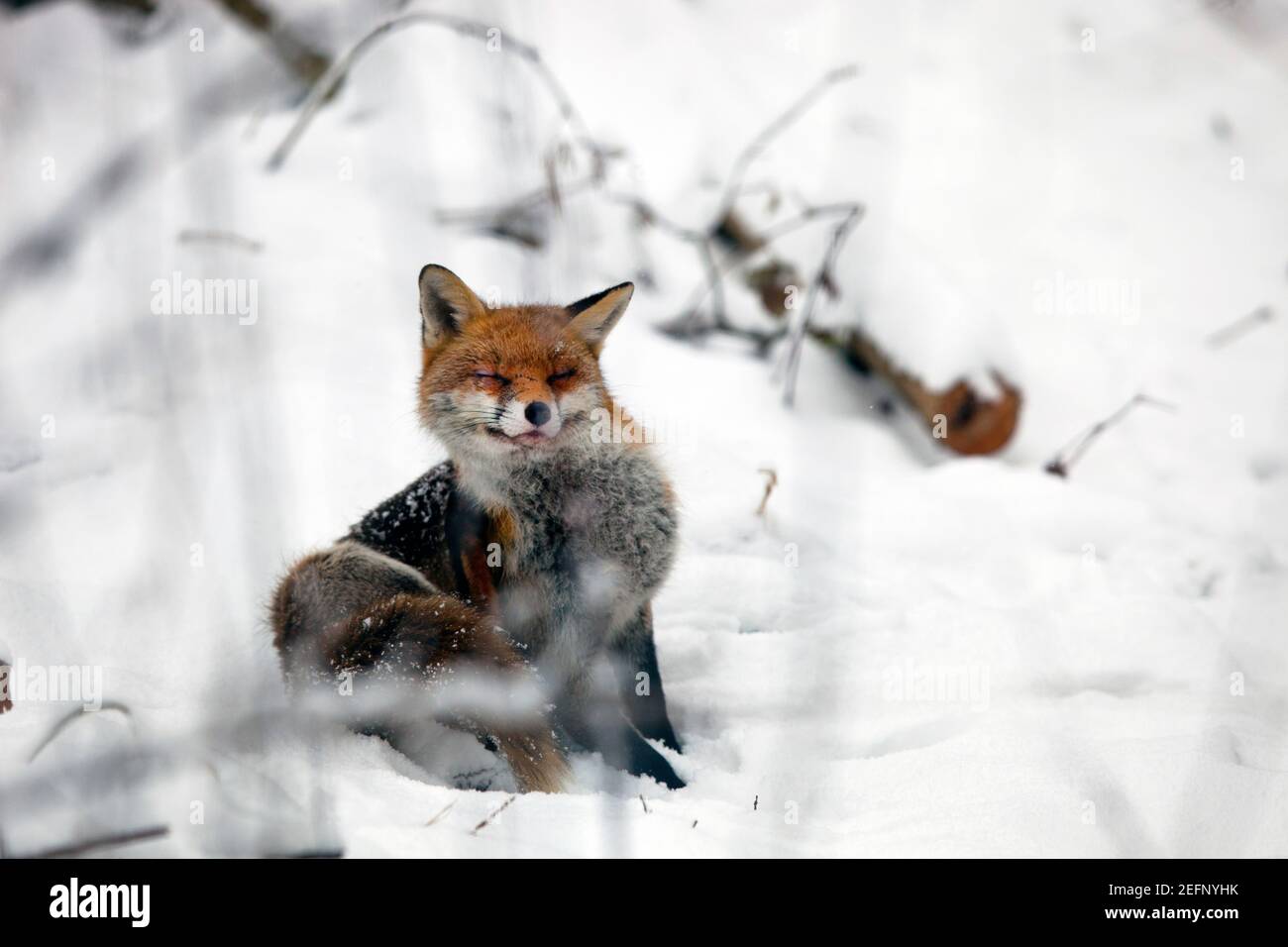 A fox ( Vulpes vulpes ) sitting in the snow covered countryside in Kent, United Kingdom, during the winter . January 2021 Stock Photo