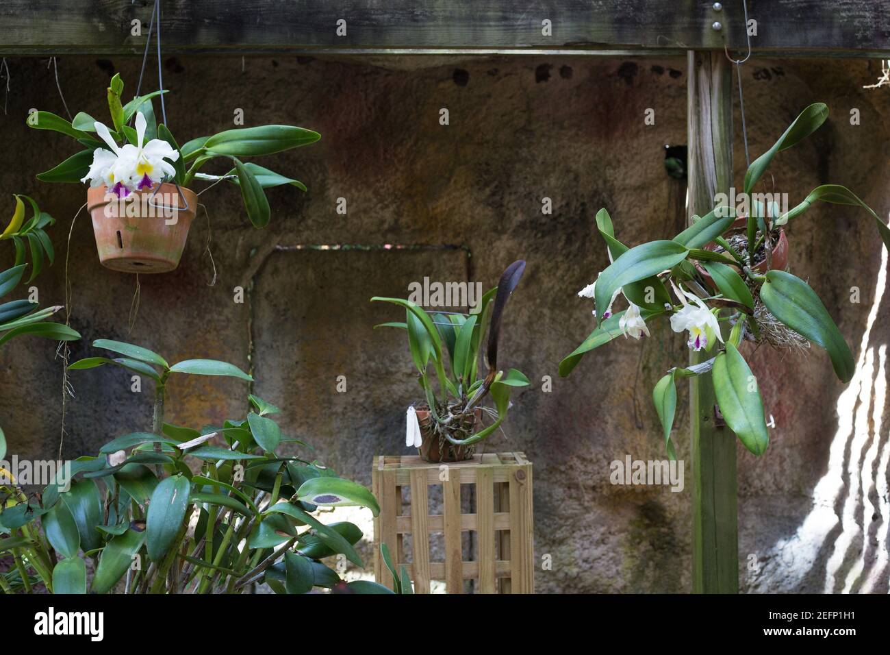 Orchid plants at Sunken Gardens in St. Petersburg, Florida Stock Photo