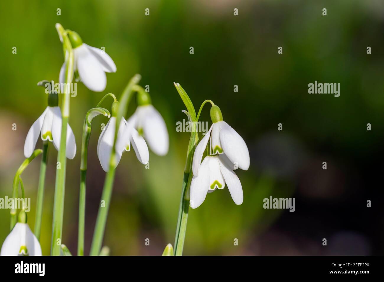 White snowdrop flowers against green bokeh background. Spring blooms (Galanthus) in garden with blurred background copy space Stock Photo