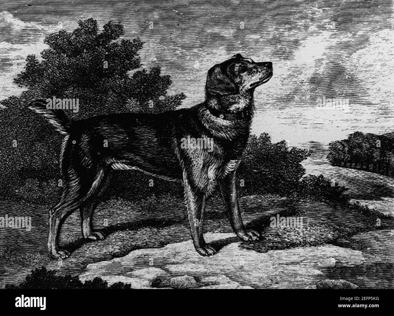 Old English Black And Tan Terrier Stock Photo Alamy Old english black and tan terrier stock photo alamy