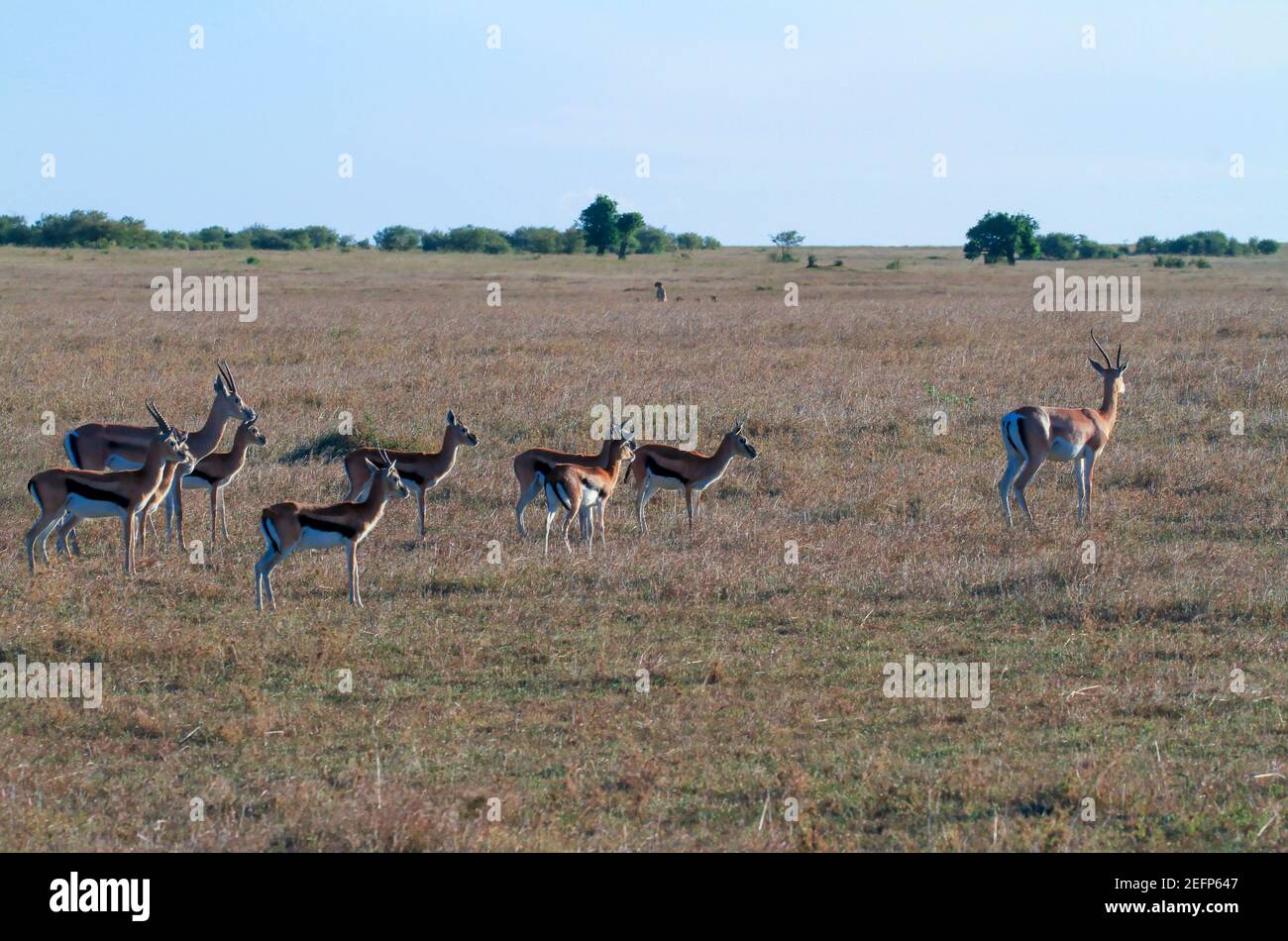 Cheetah gazelle herd hi-res stock photography and images - Alamy