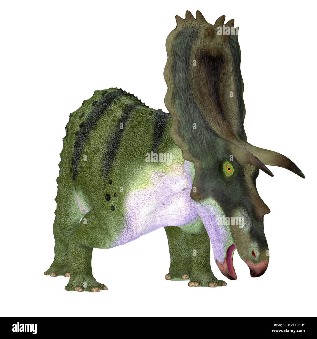 The Ceratopsian herbivorous dinosaur Anchiceratops lived in Alberta, Canada during the Cretaceous period. Stock Photo