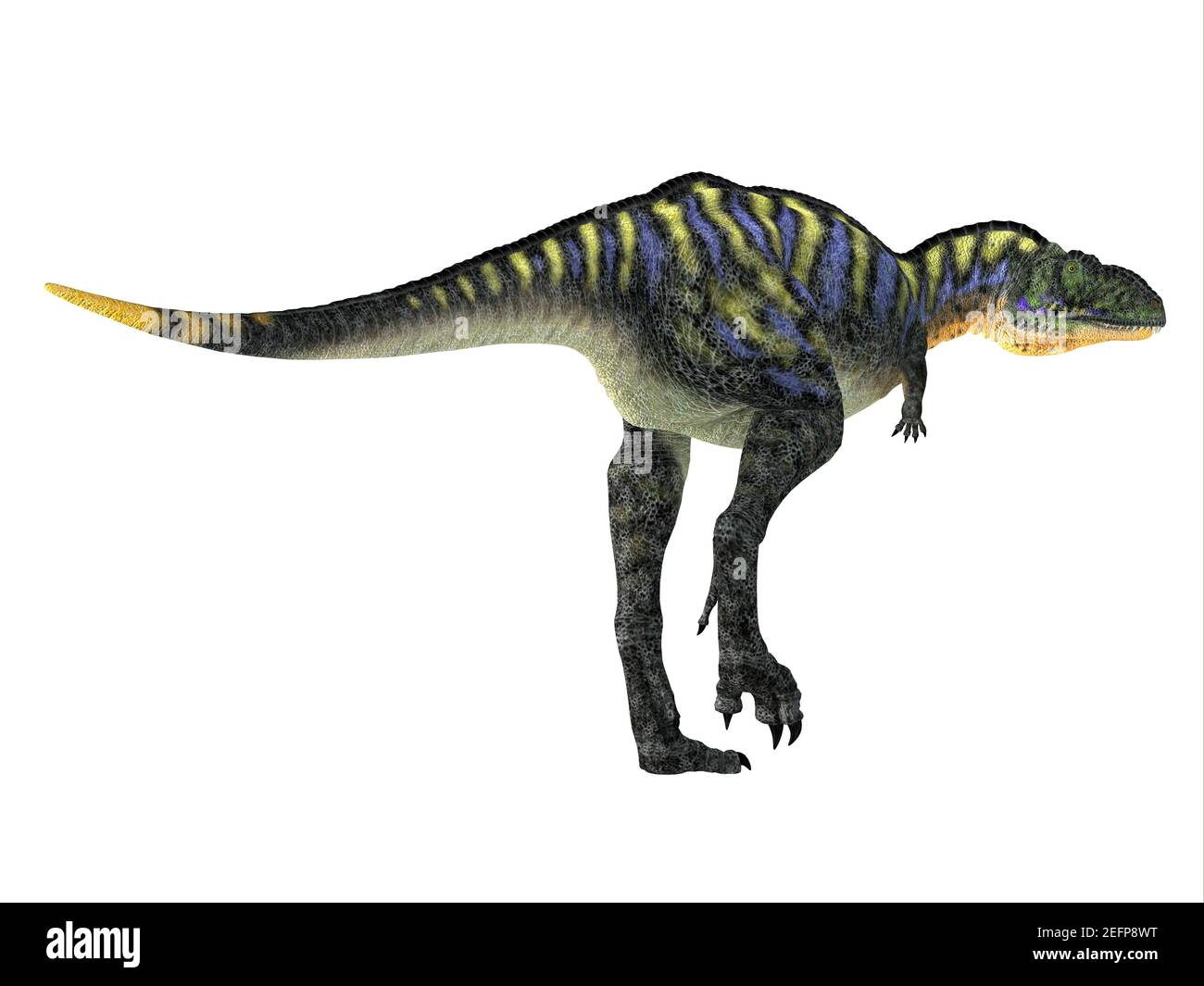 Aucasaurus was a carnivorous theropod dinosaur that lived in Argentina during the Cretaceous Period. Stock Photo