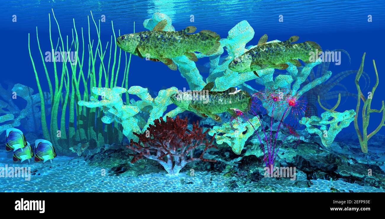 Indian Redfin Butterflyfish watch as a group of Coelacanth fish swim over a nearby reef full of Staghorn coral. Stock Photo