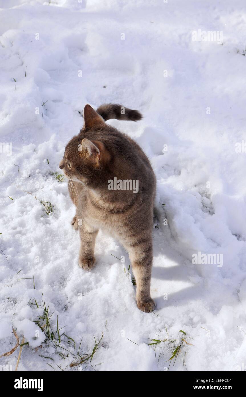 Portrait of tabby cat hires stock photography and images Alamy