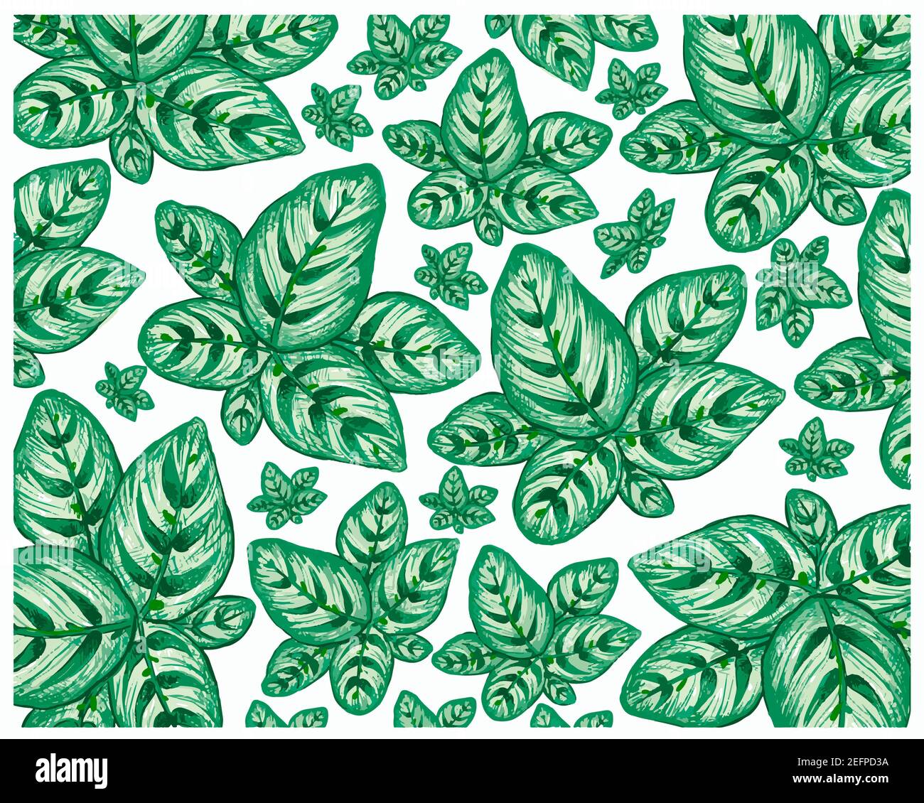 Illustration Background of Beautiful Calathea Makoyana, Cathedral Windows or Peacock Plant for Garden Decoration Stock Photo