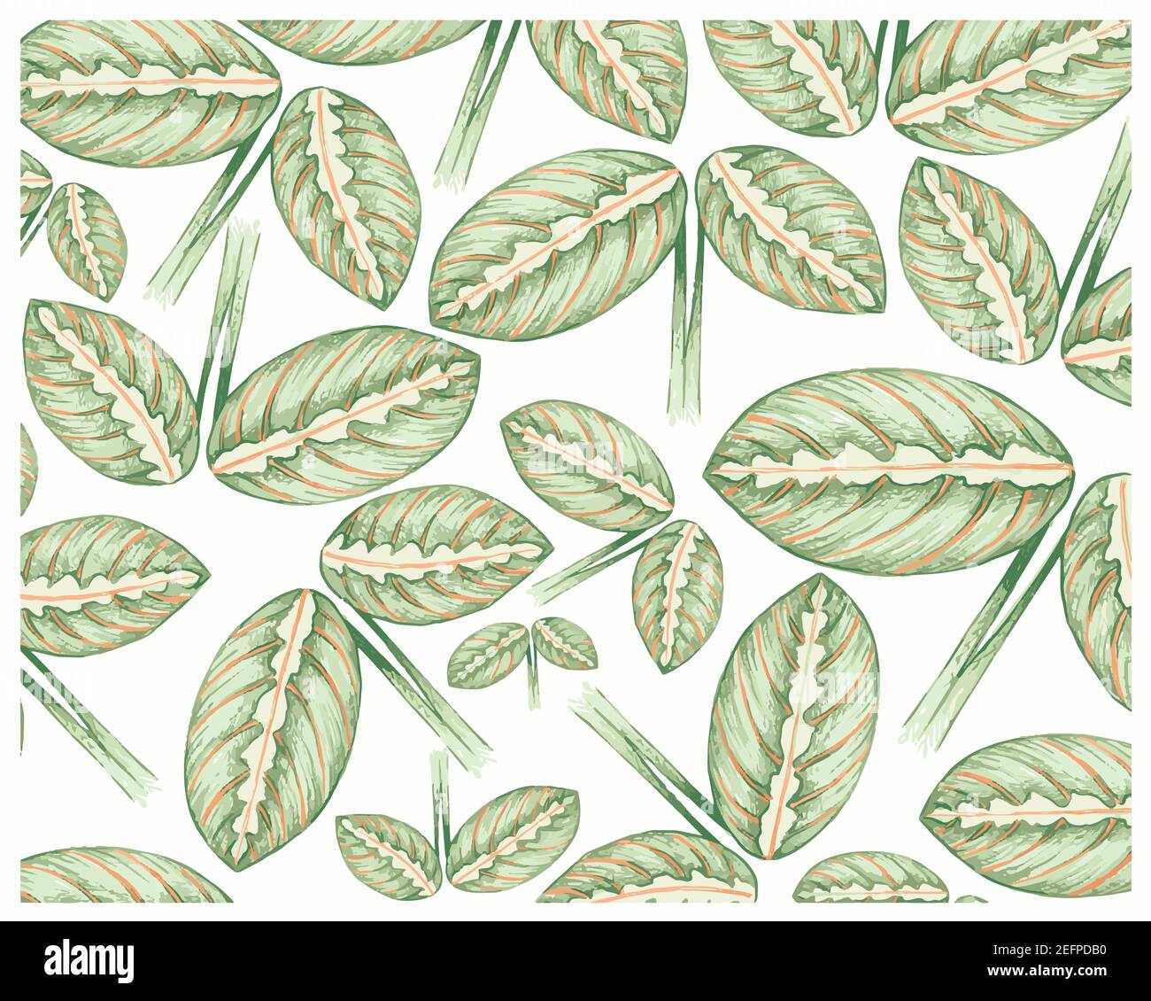 Illustration Background of Beautiful Calathea Makoyana, Cathedral Windows or Peacock Plant for Garden Decoration Stock Photo