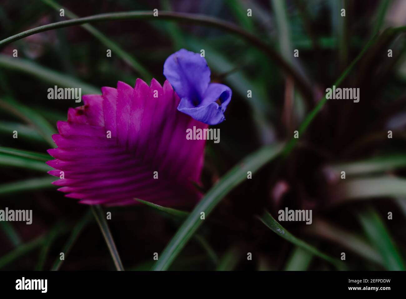 Selective focus shot of beautiful pink tillandsia flower Stock Photo