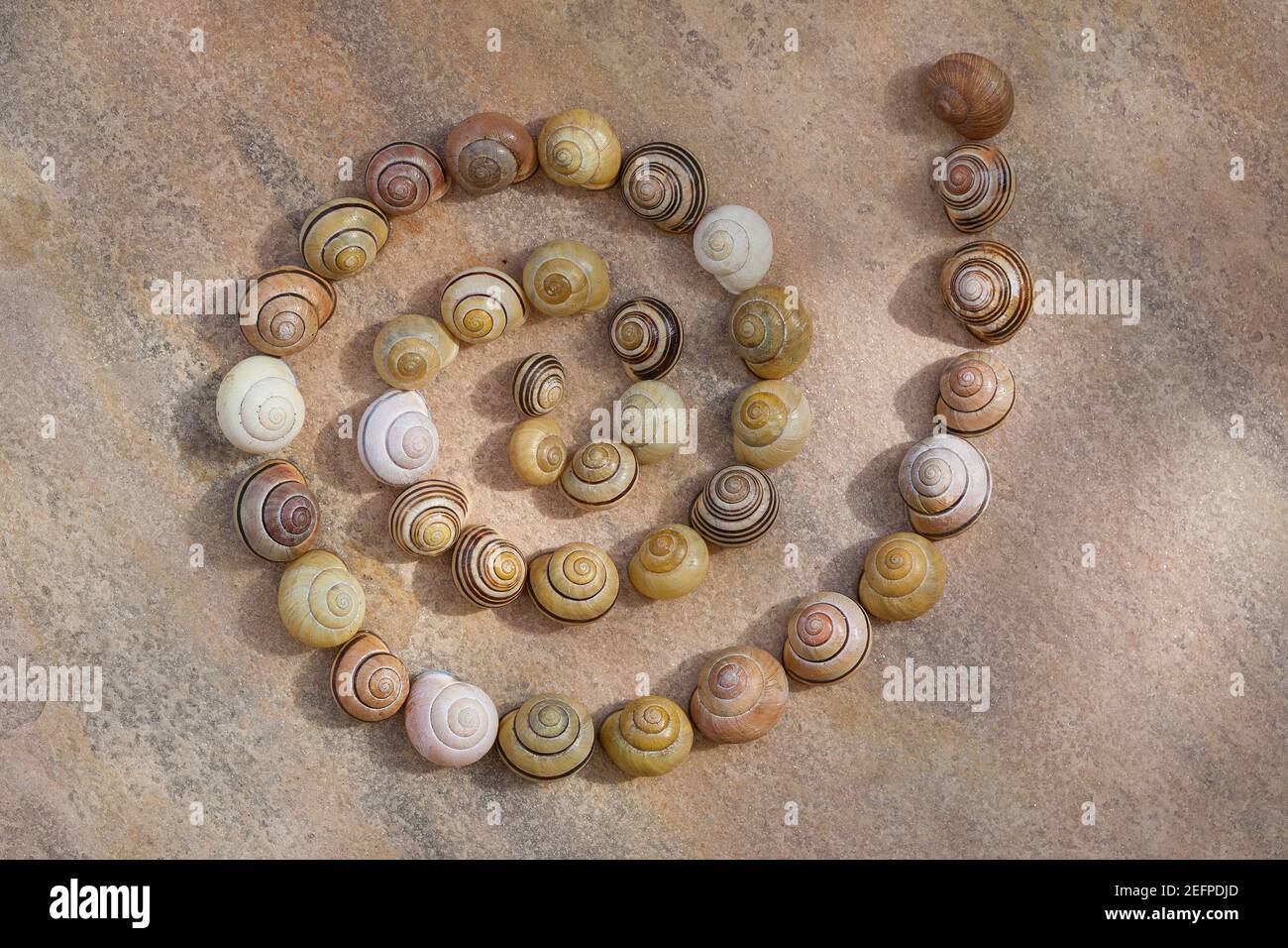 A spiral made of snail shells on stone background Stock Photo