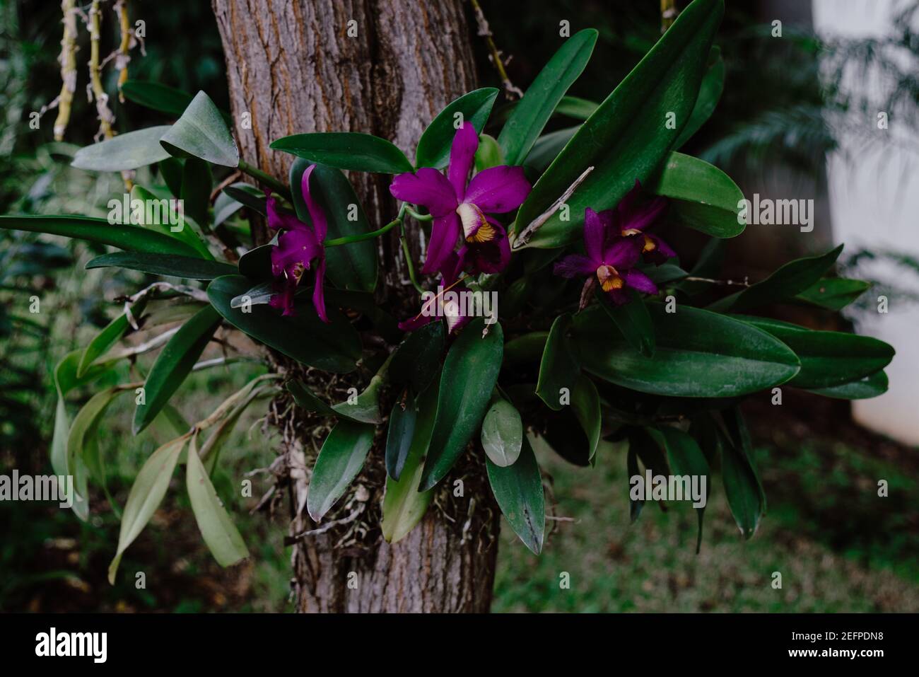 Selective focus shot of beautiful purple cattleya orchids Stock Photo