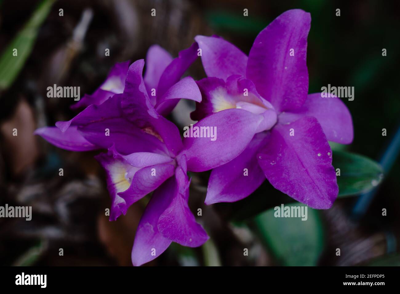Selective focus shot of beautiful purple cattleya orchids Stock Photo