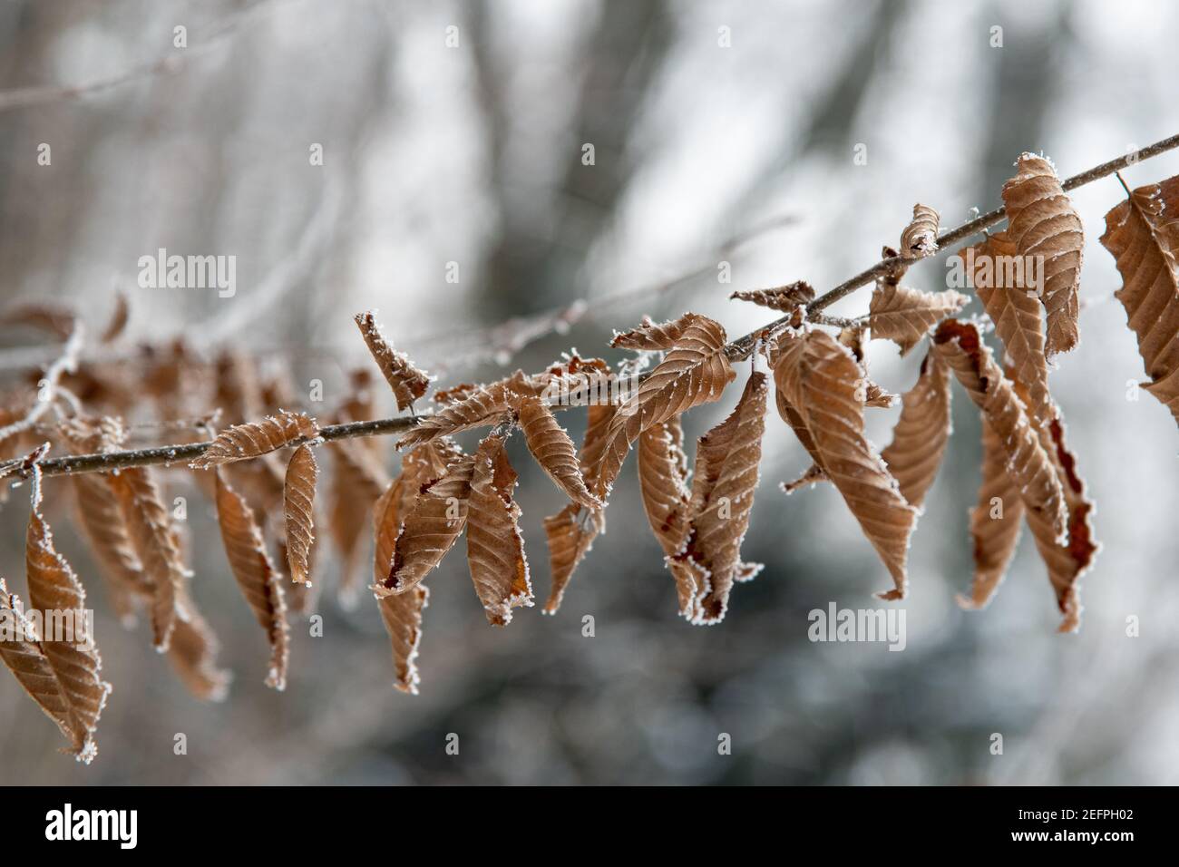 leaves and branches covered with frost hoar frost rime Stock Photo - Alamy