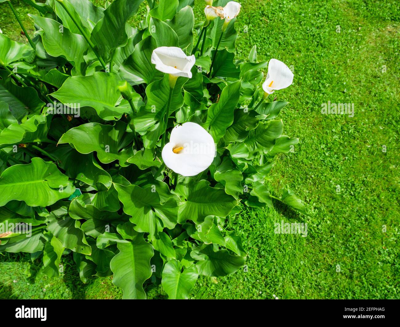 View from above of beautiful calla flower in bloom in the green garden Stock Photo
