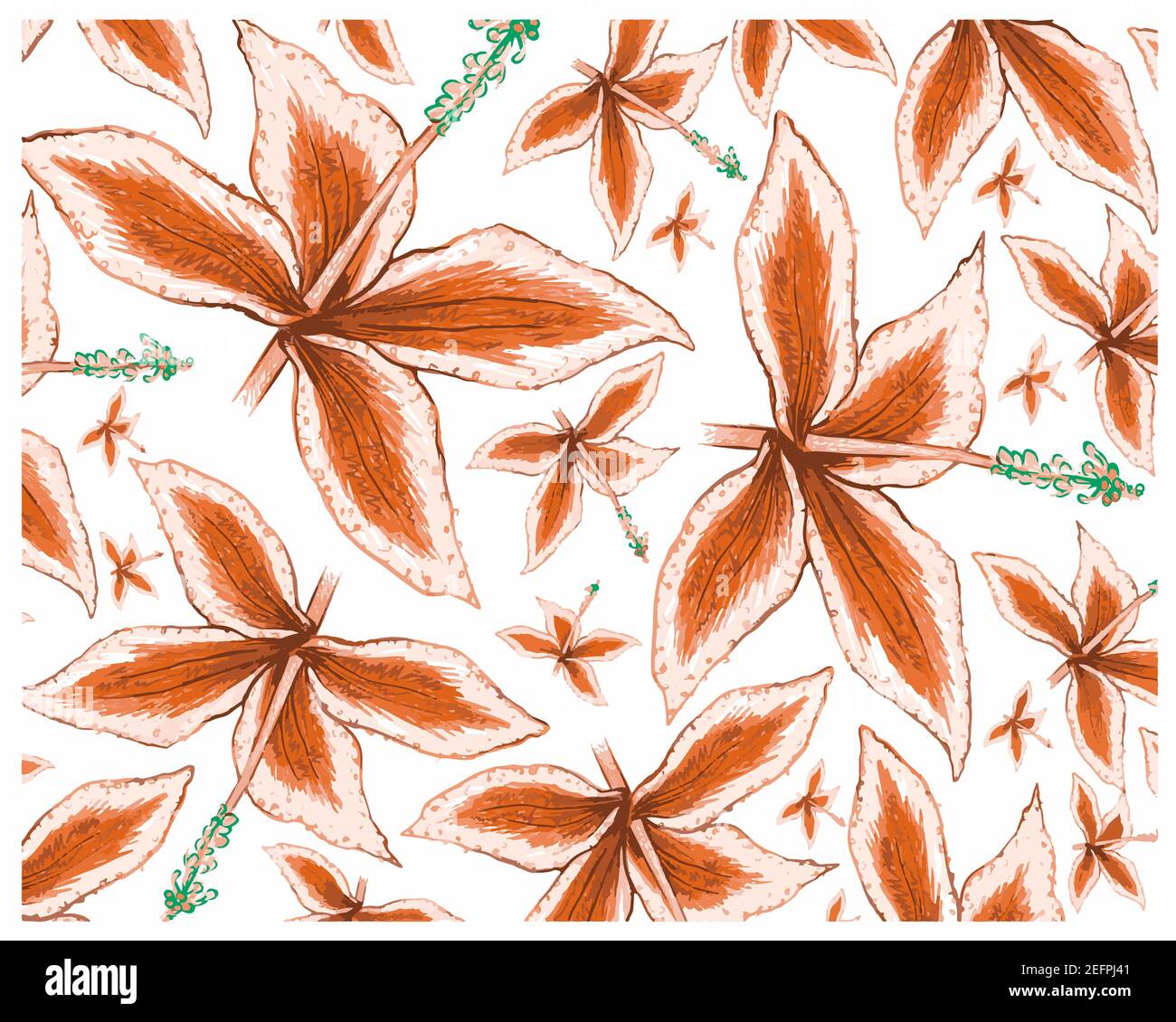 Illustration Background of Beautiful Malaxis Calophylla or Crepidium Calophyllum Plaant Isolated on A White Background. Stock Photo