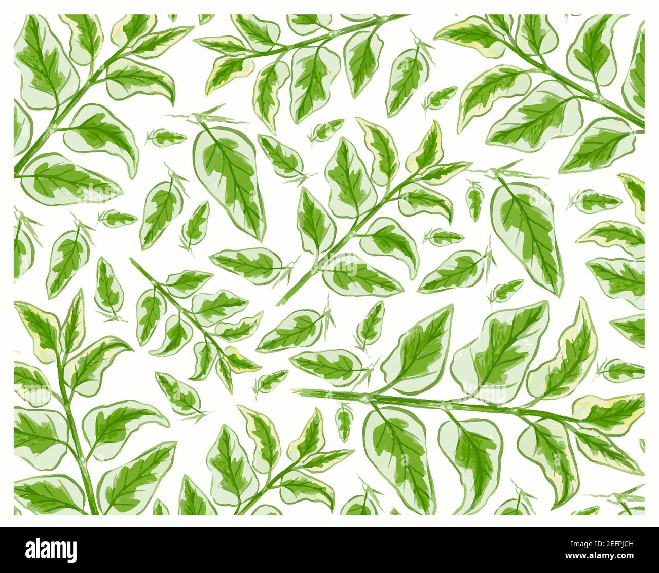 Ecological Concept, Illustration Background of Asystasia Gangetica, Chinese Violet, Coromandel, Creeping Foxglove or Asystasia Leaves. Stock Photo