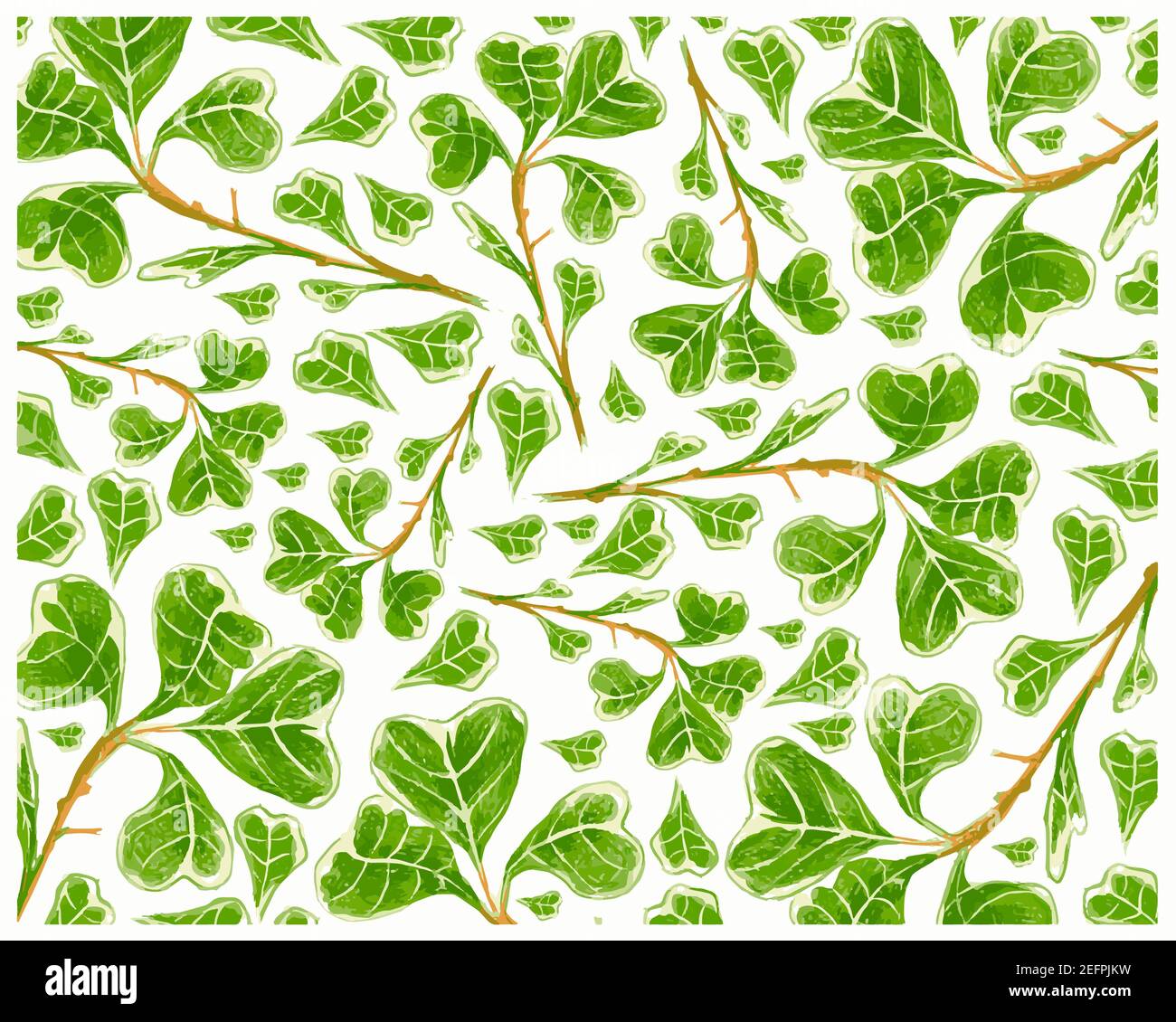 Ecological Concept, Illustration Background of Ficus Deltoidea, Mistletoe Fig or Mistletoe Rubber Plant for Garden Decoration. Stock Photo