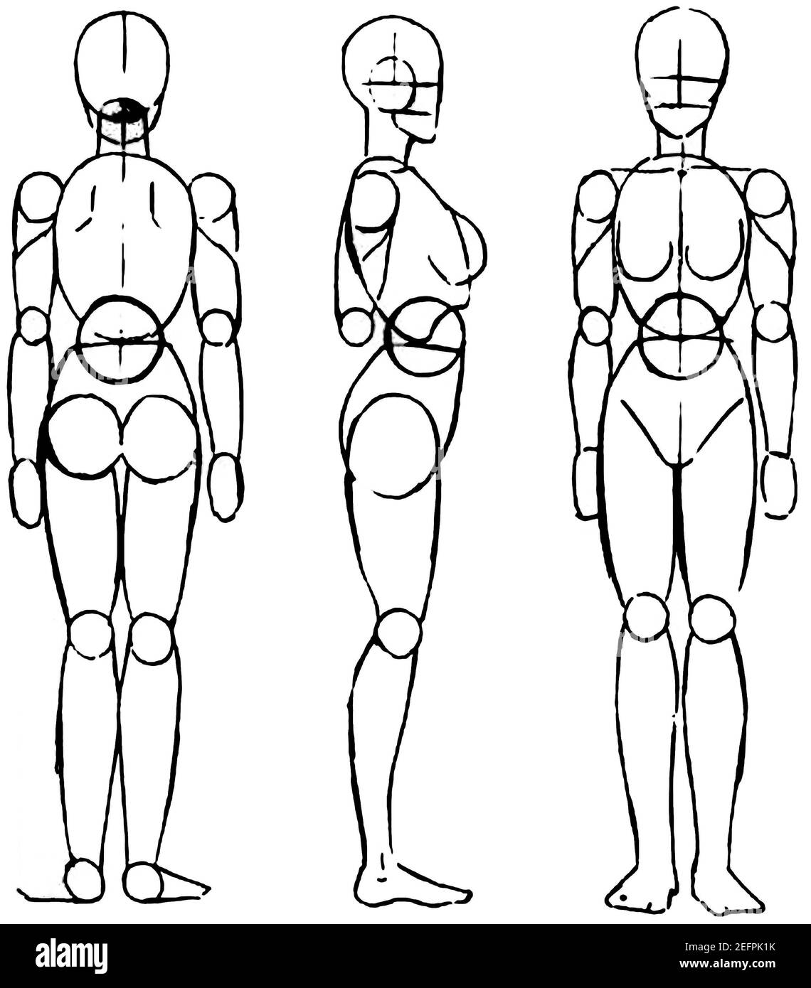 Line drawing of human body (organs and internal... - Stock Illustration  [64388038] - PIXTA