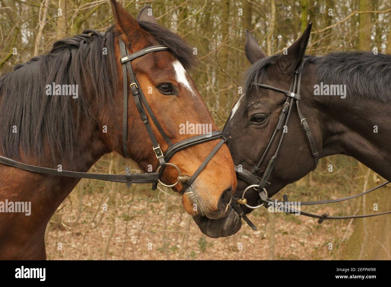 Closeup of the head 2 saddled riding horses outside in the woods ...