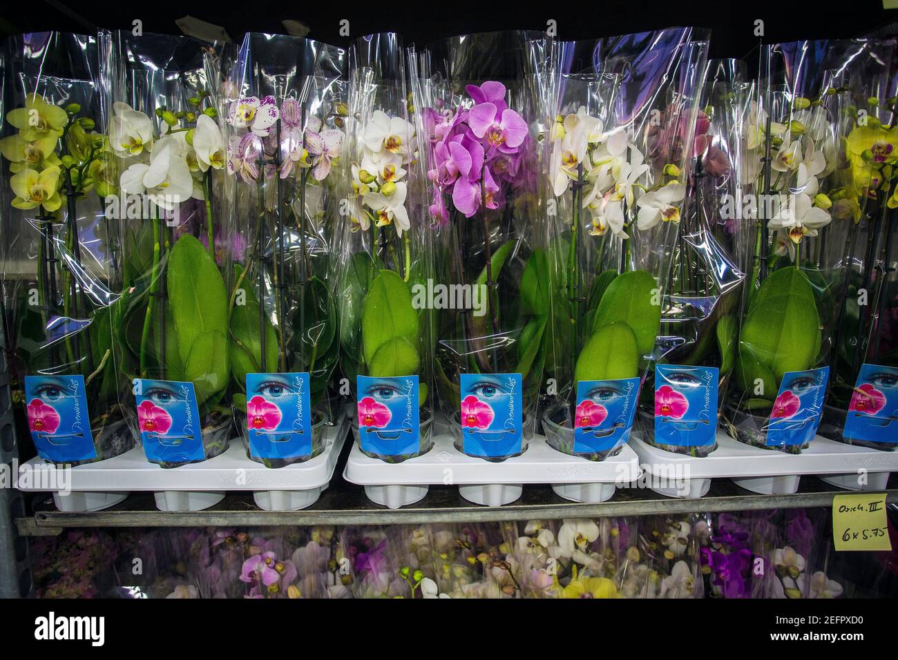 Orange orchid flowers hires stock photography and images Alamy