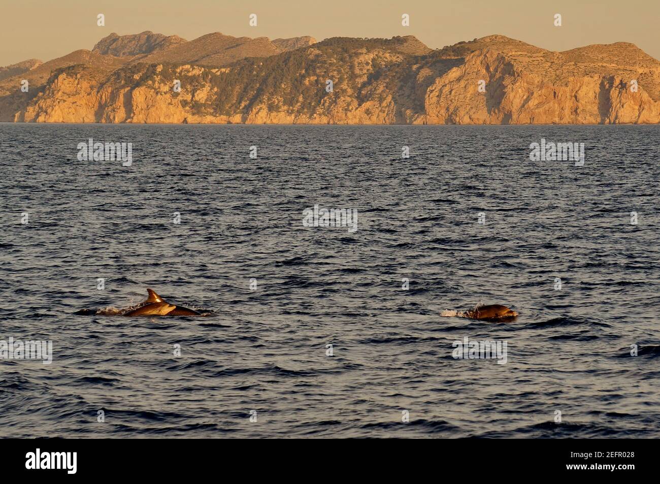 Wild dolphins swimming in the Mediterranean Sea close to the coast of Mallorca island on the sunny day Stock Photo