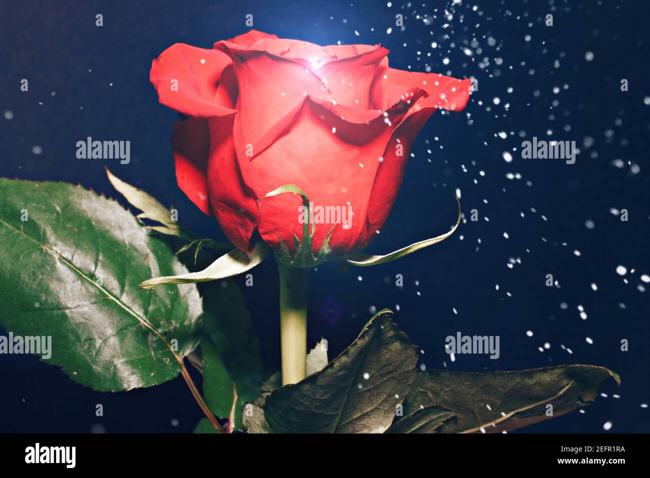 beautiful red rose with a blooming effect , studio shot Stock Photo - Alamy