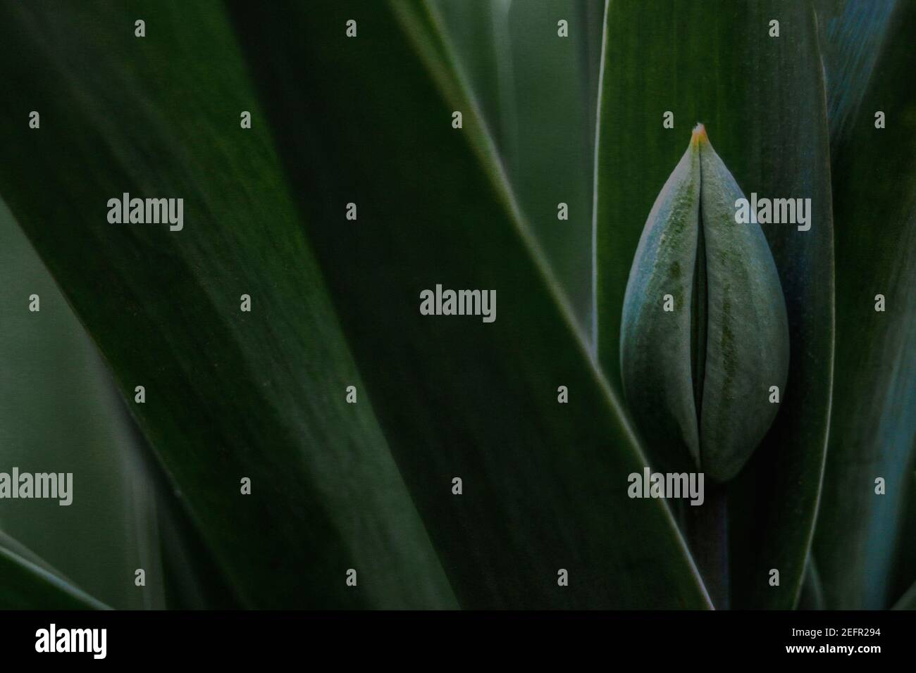 Closed dark green tulip bulb among dark green leaves. Soft focus ...