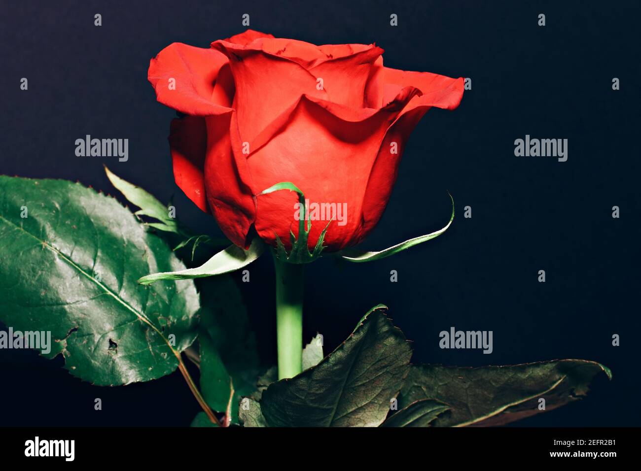 beautiful red rose with a blooming effect , studio shot . Stock Photo