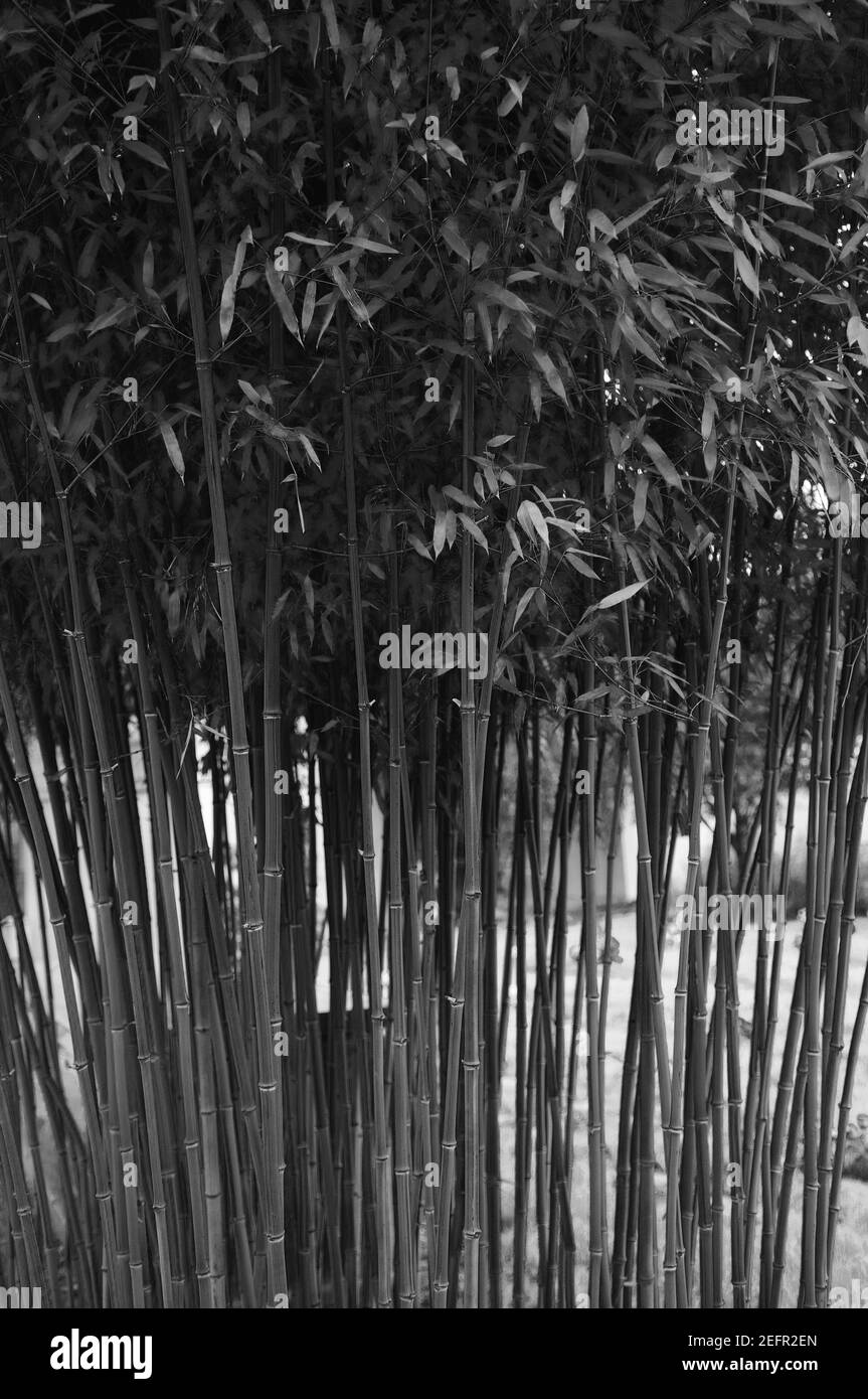 Trunks of bamboo plants Black and White Stock Photos & Images - Alamy