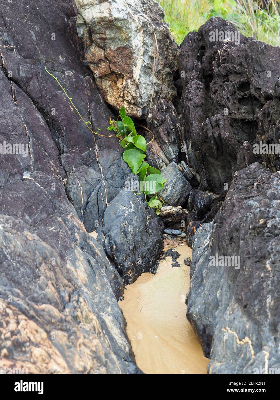 Vines Inbetween Rocks A small vine of Morning Glory leaves trailing down the rocks into the ...