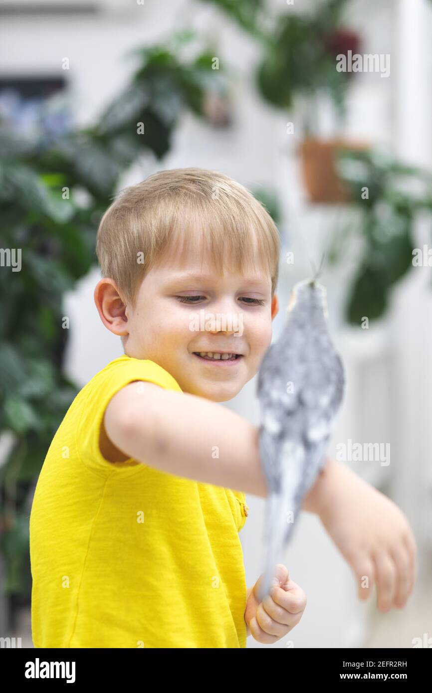 Child kid boy in bright yellow T-shirt laughs and rejoices sitting on his hand gray huge big domestic cockatoo parrot. Stock Photo
