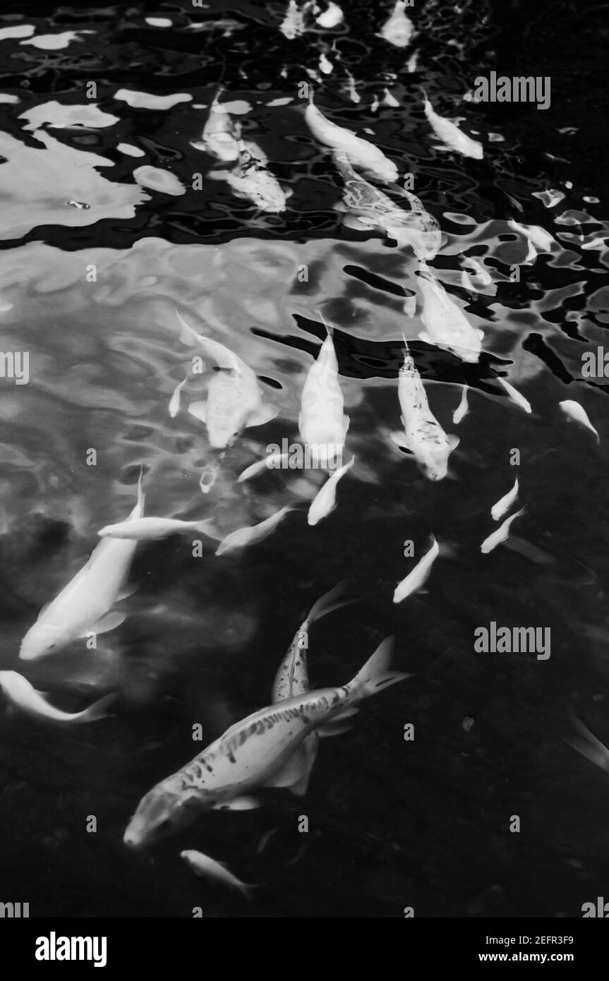 Fish swimming in a lake Stock Photo